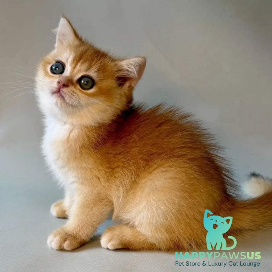 Zazu British Shorthair male black golden chinchilla - live animals
