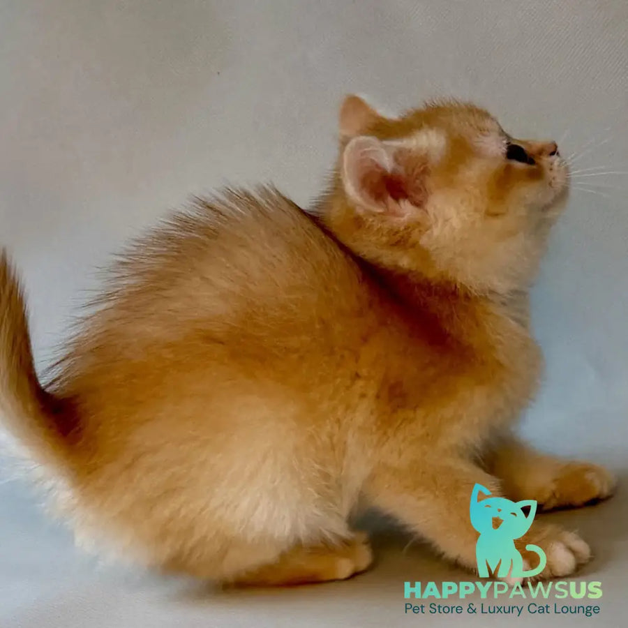 Zazu British Shorthair male black golden chinchilla - live animals