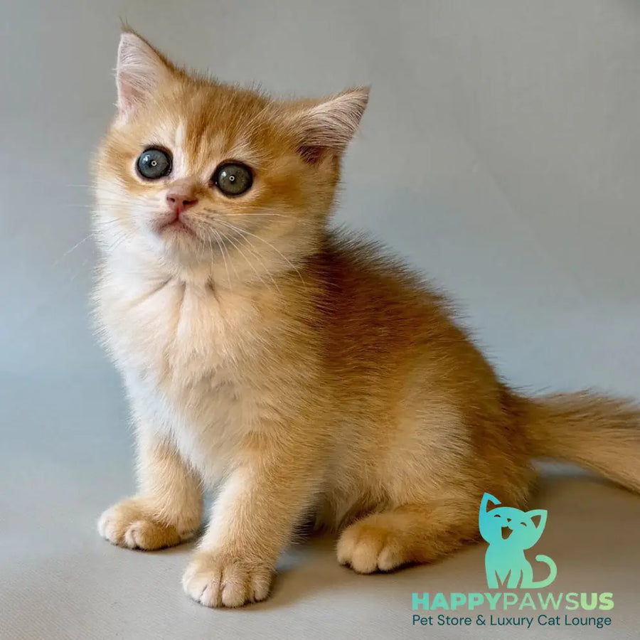 Zazu British Shorthair male black golden chinchilla - live animals