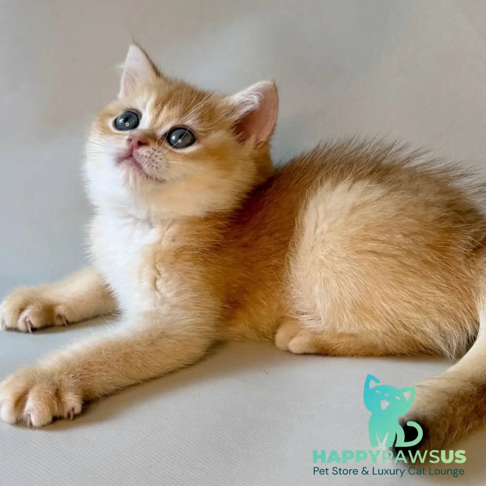 Zazu British Shorthair male black golden chinchilla - live animals