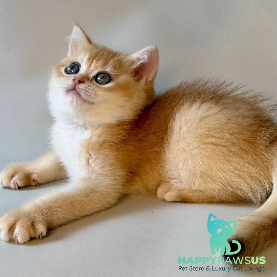 Zazu British Shorthair male black golden chinchilla - live animals