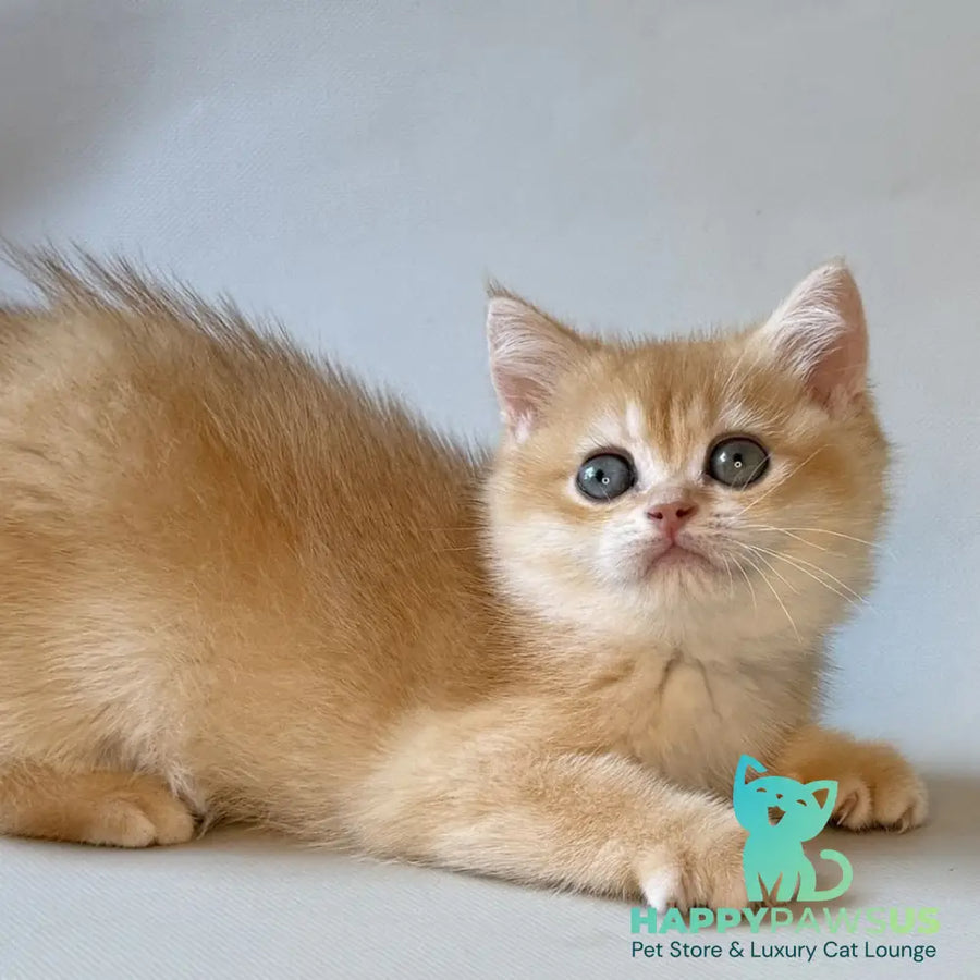 Zazu British Shorthair male black golden chinchilla - live animals