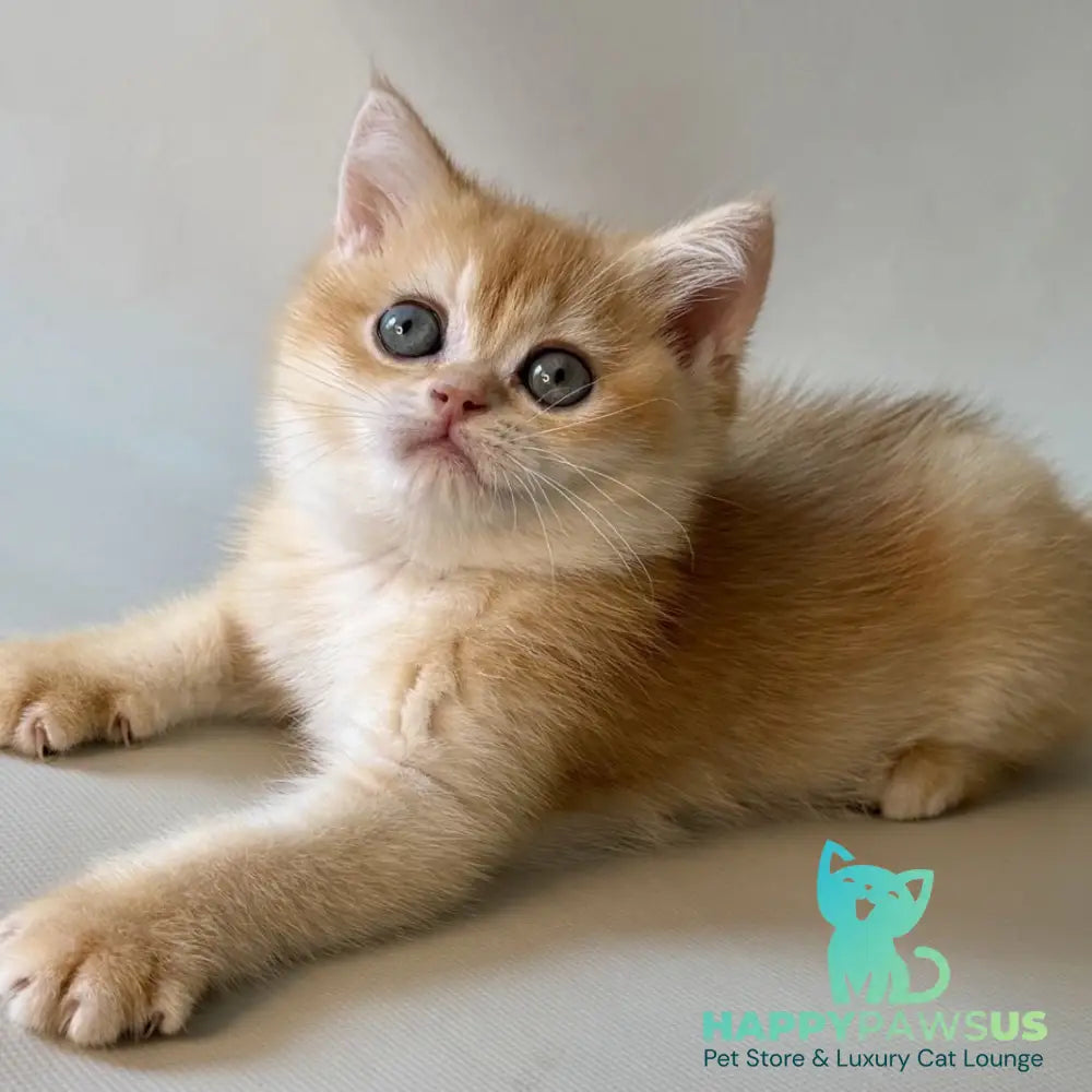 Zazu British Shorthair male black golden chinchilla - live animals