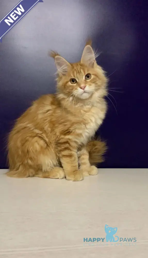 Zeanes Maine Coon polydactyl male red tabby live animals