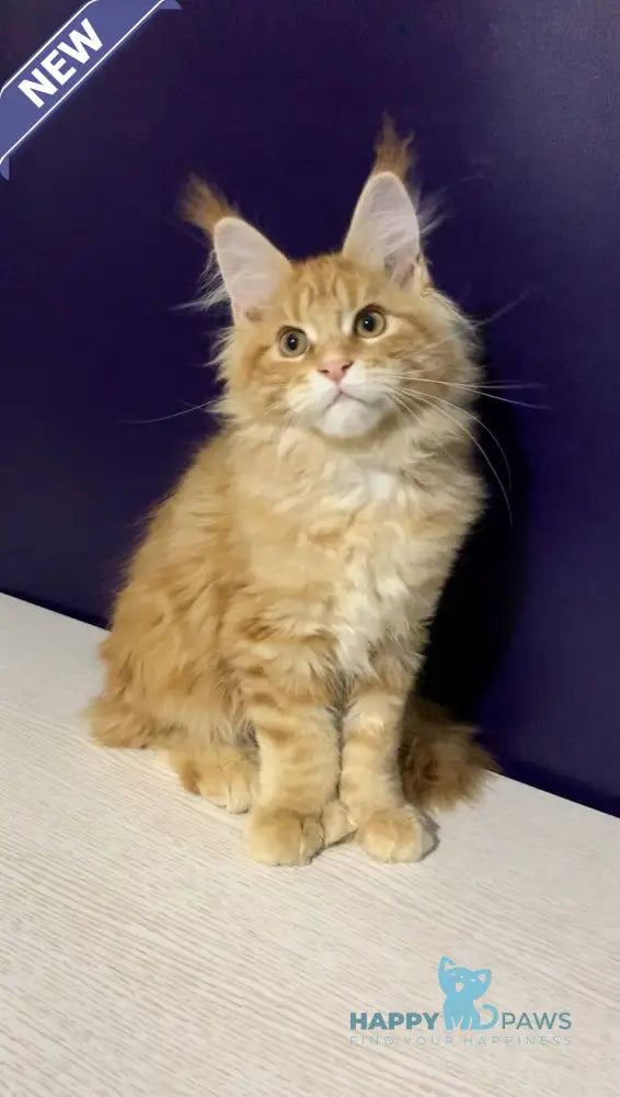 Zeanes Maine Coon polydactyl male red tabby live animals