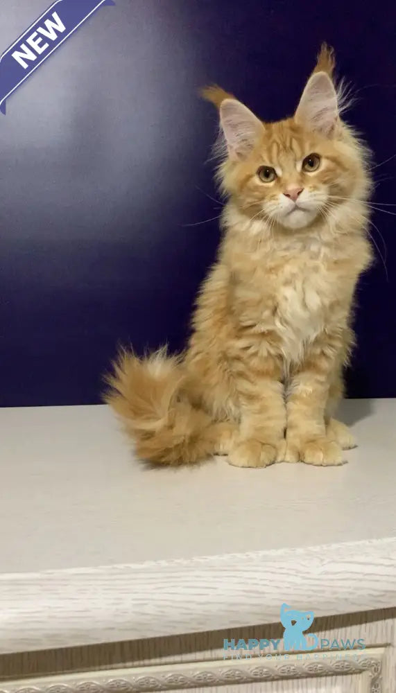 Zeanes Maine Coon polydactyl male red tabby live animals