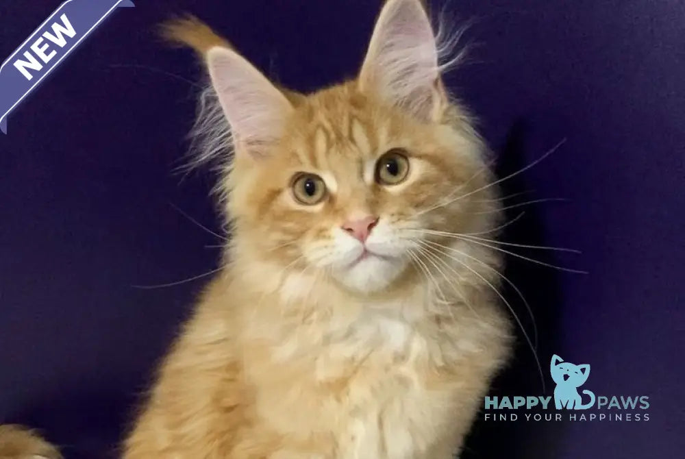 Zeanes Maine Coon polydactyl male red tabby live animals