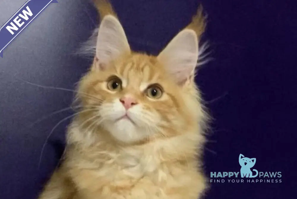 Zeanes Maine Coon polydactyl male red tabby live animals