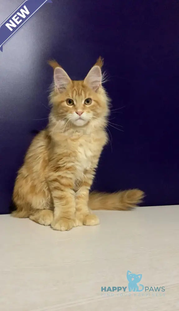 Zeanes Maine Coon polydactyl male red tabby live animals