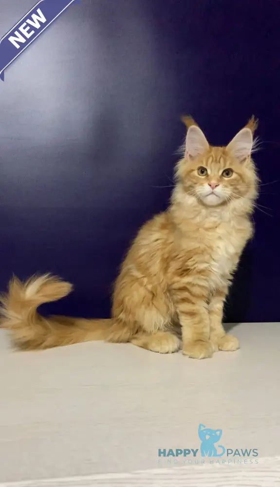 Zeanes Maine Coon polydactyl male red tabby live animals