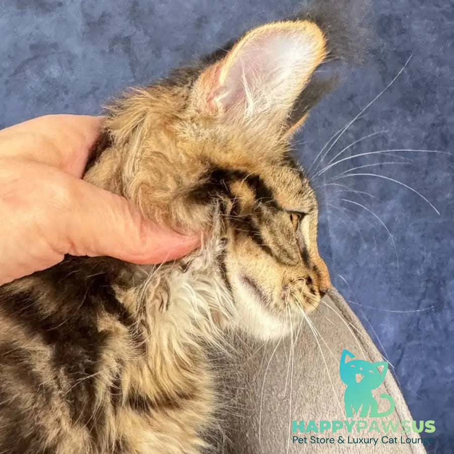 Zebr Maine Coon male black tabby - live animals