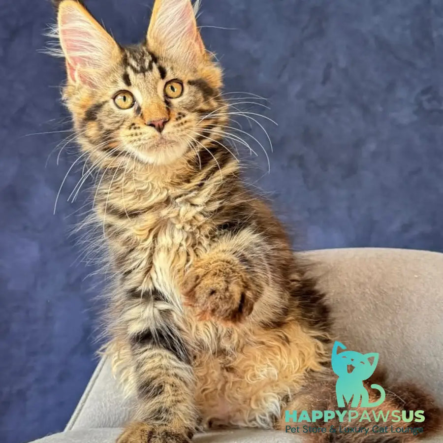 Zebr Maine Coon male black tabby - live animals