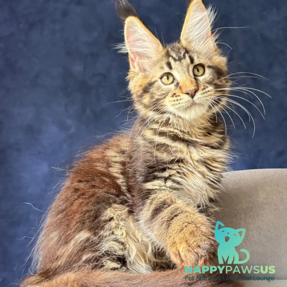 Zebr Maine Coon male black tabby - live animals