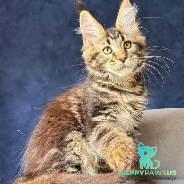 Zebr Maine Coon male black tabby - live animals
