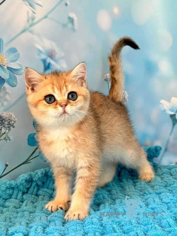 Zedan British Shorthair male black silver shaded live animals