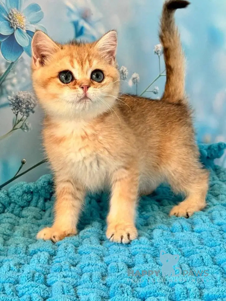 Zedan British Shorthair male black silver shaded live animals