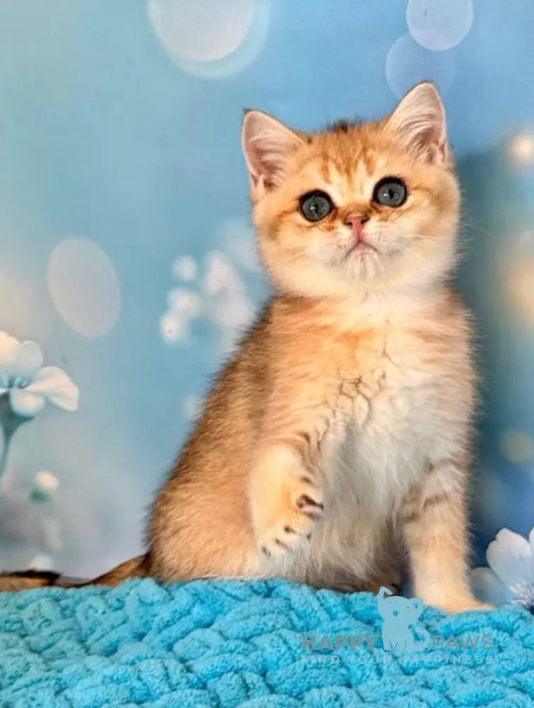 Zedan British Shorthair male black silver shaded live animals