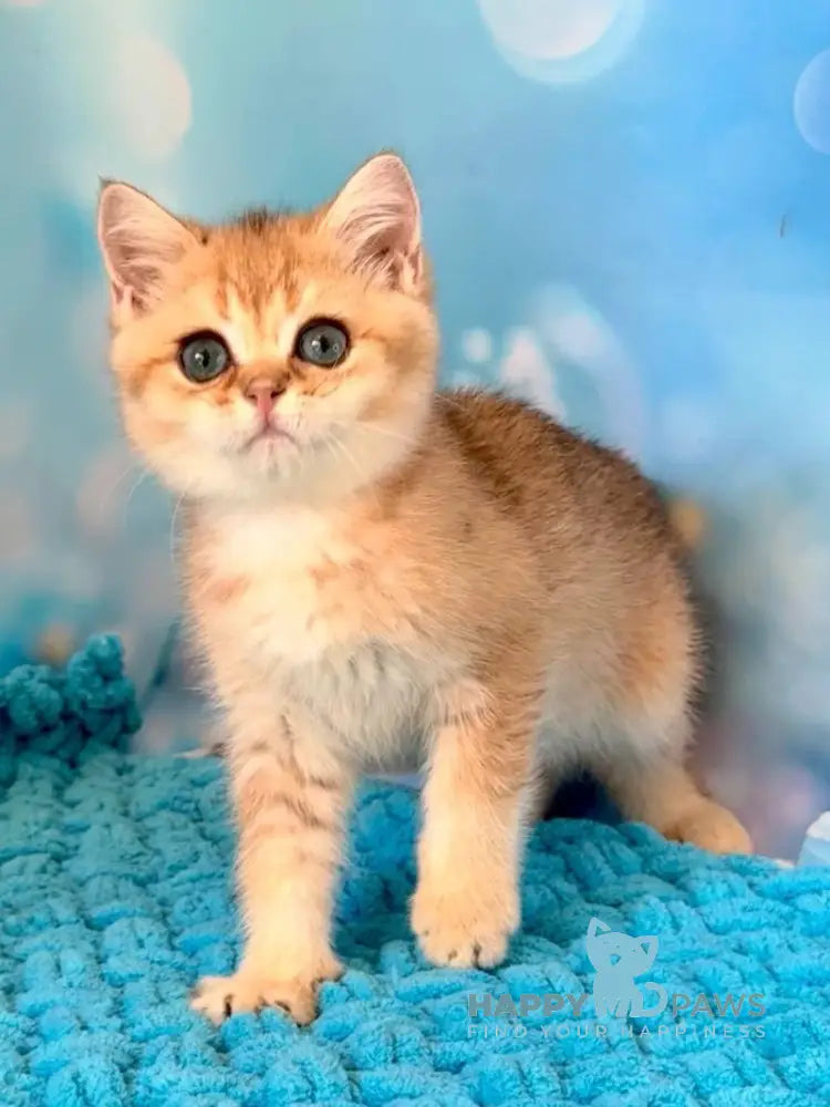 Zedan British Shorthair male black silver shaded live animals
