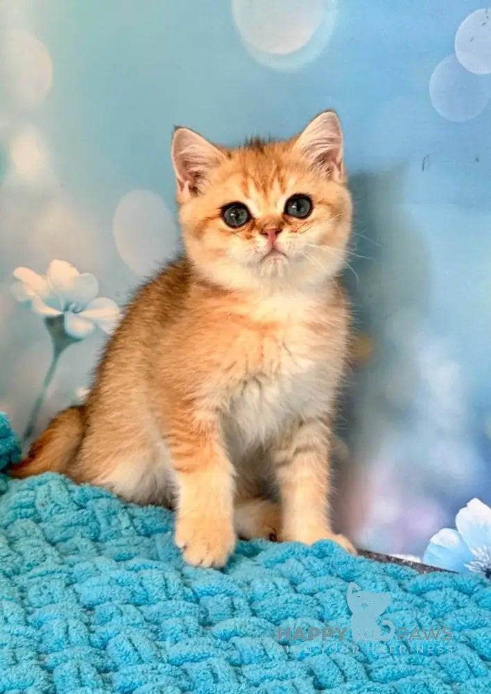 Zedan British Shorthair male black silver shaded live animals