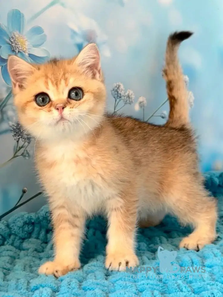 Zedan British Shorthair male black silver shaded live animals