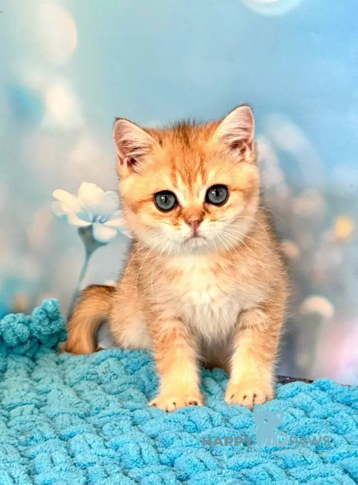 Zedan British Shorthair male black silver shaded live animals