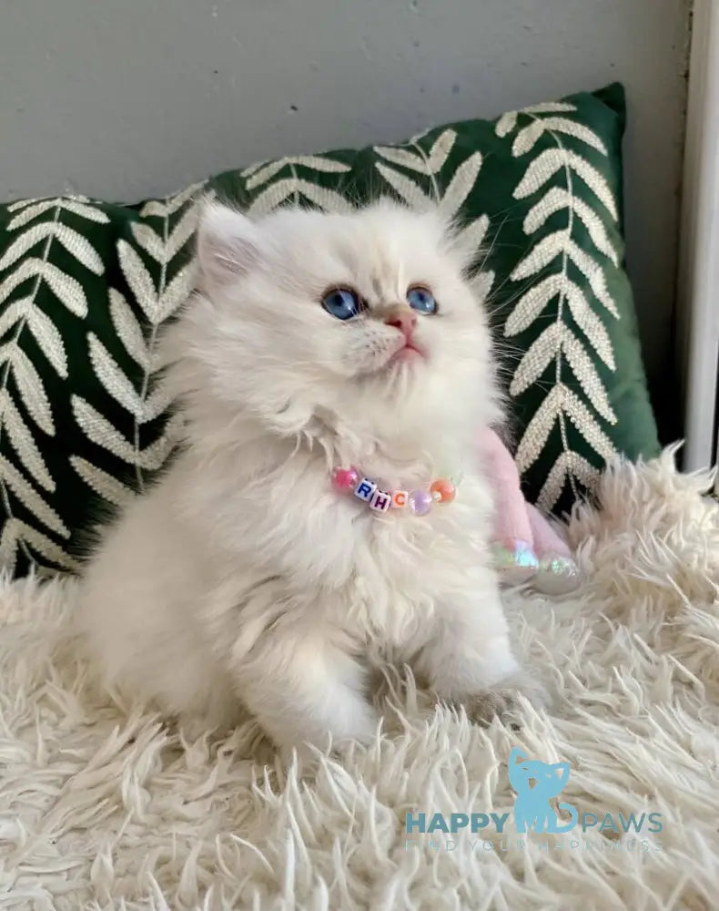 Zefir British Longhair male black golden shaded pointed - live animals