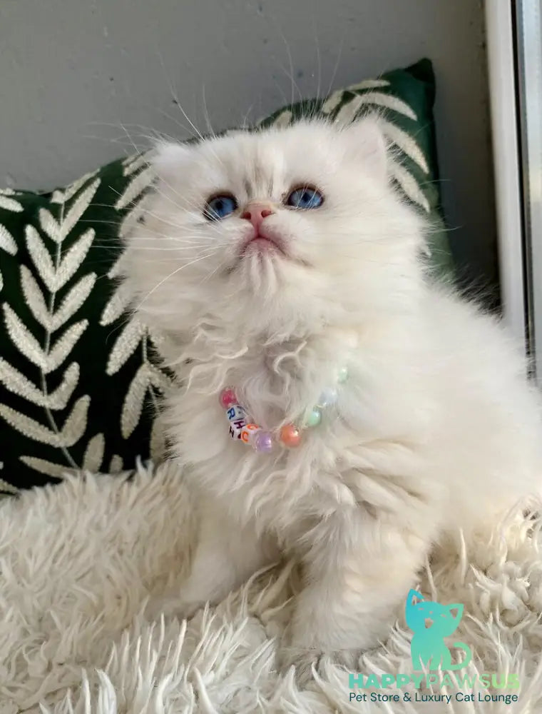 Zefir British Longhair male black golden shaded pointed - live animals