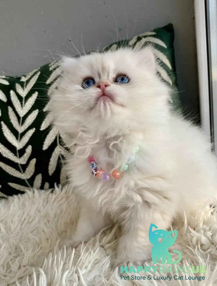Zefir British Longhair male black golden shaded pointed - live animals