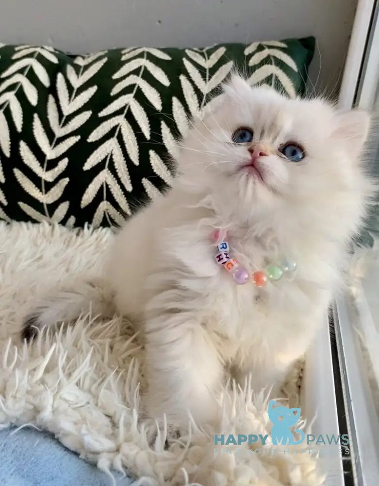 Zefir British Longhair male black golden shaded pointed - live animals