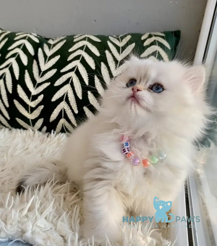 Zefir British Longhair male black golden shaded pointed - live animals
