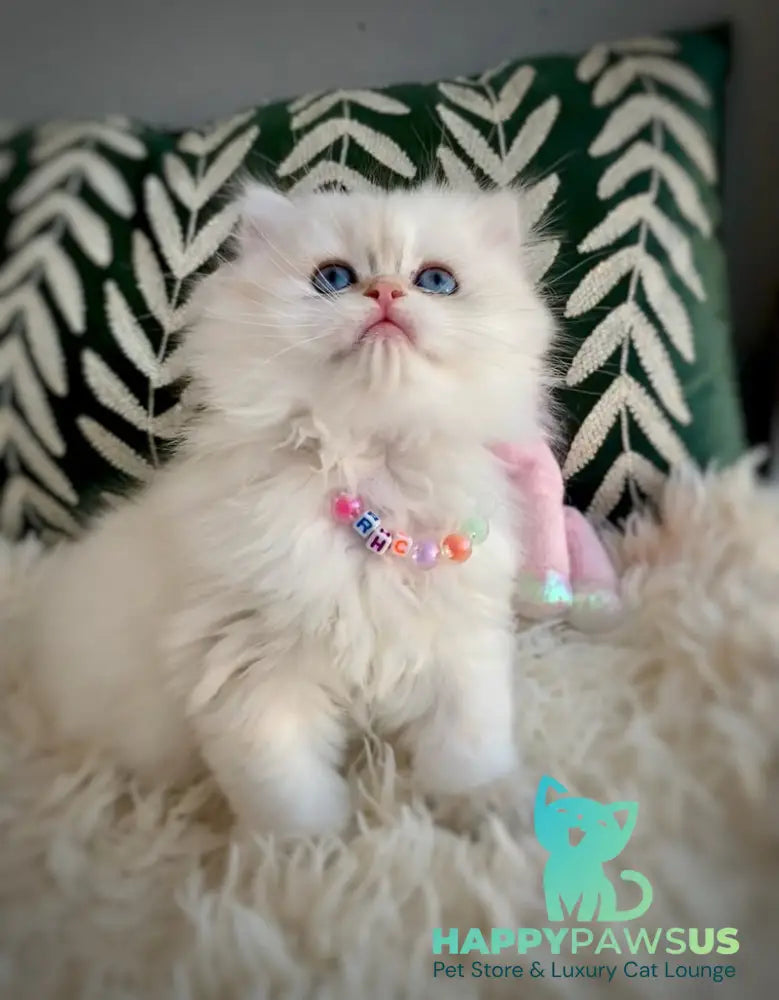 Zefir British Longhair male black golden shaded pointed - live animals