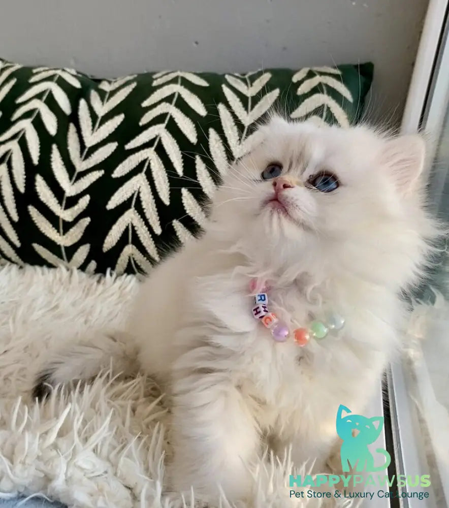 Zefir British Longhair male black golden shaded pointed - live animals