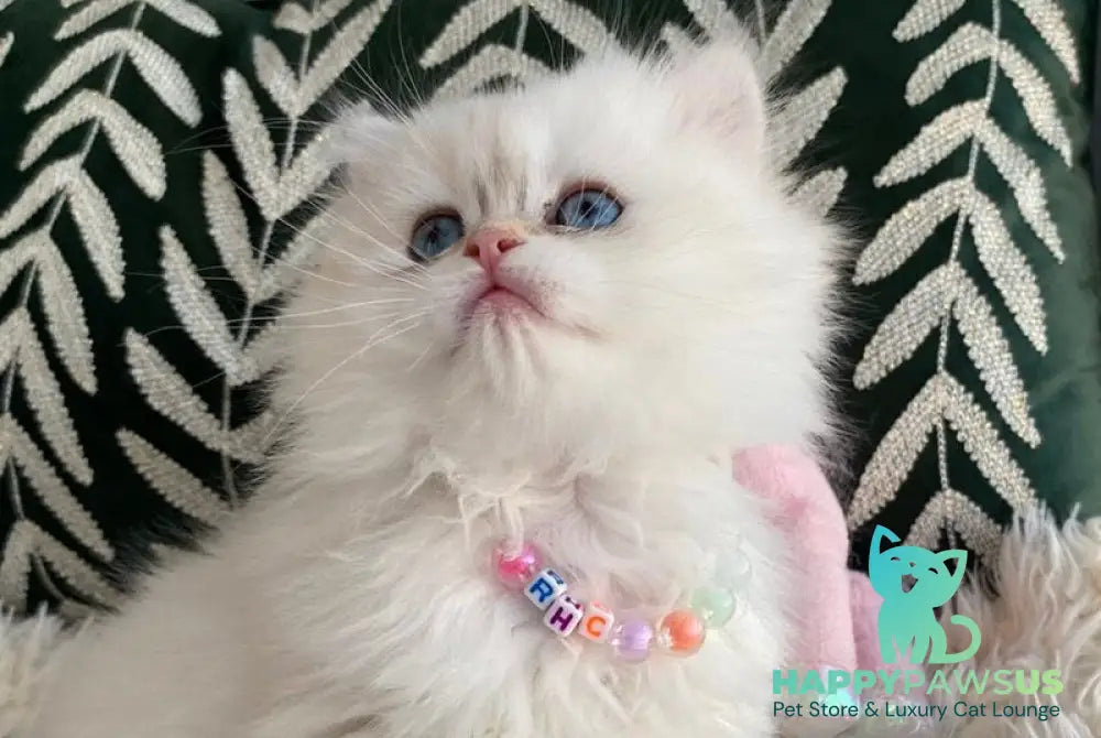 Zefir British Longhair male black golden shaded pointed - live animals