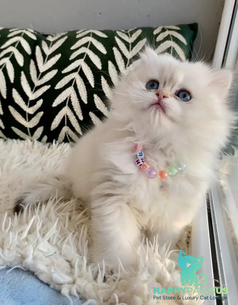 Zefir British Longhair male black golden shaded pointed - live animals