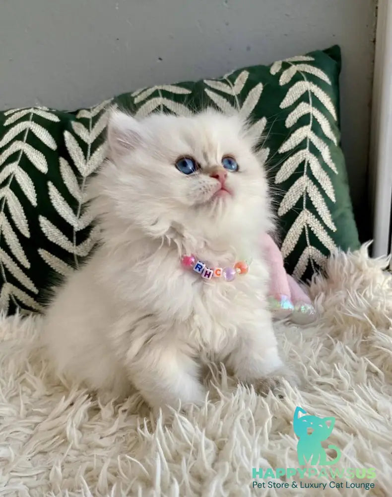 Zefir British Longhair male black golden shaded pointed - live animals