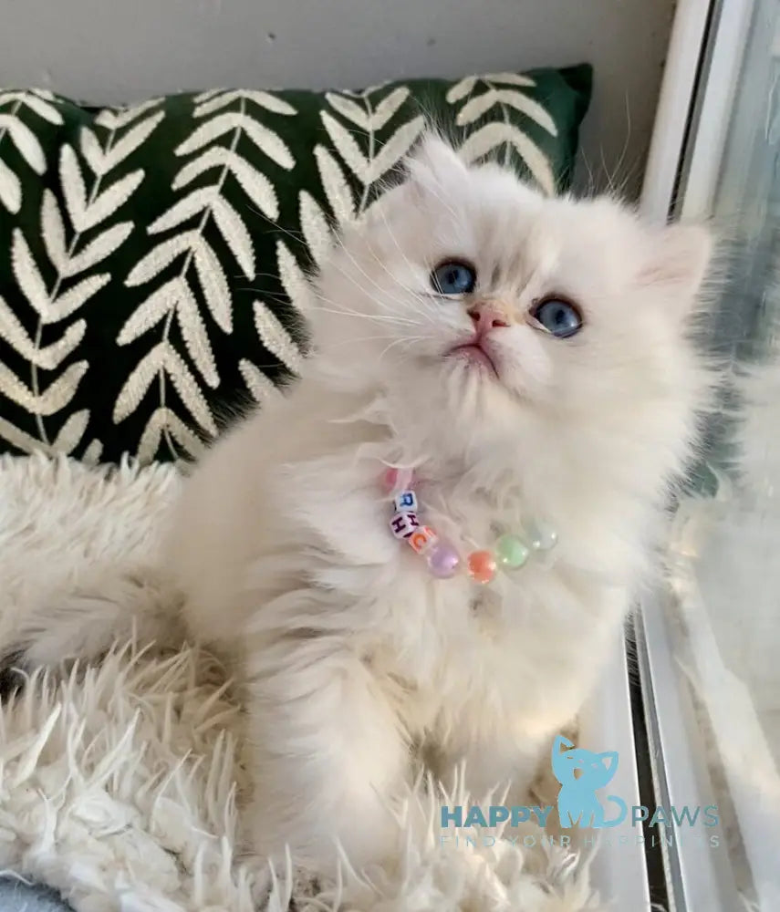 Zefir British Longhair male black golden shaded pointed - live animals