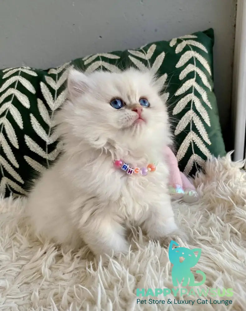 Zefir British Longhair male black golden shaded pointed - live animals