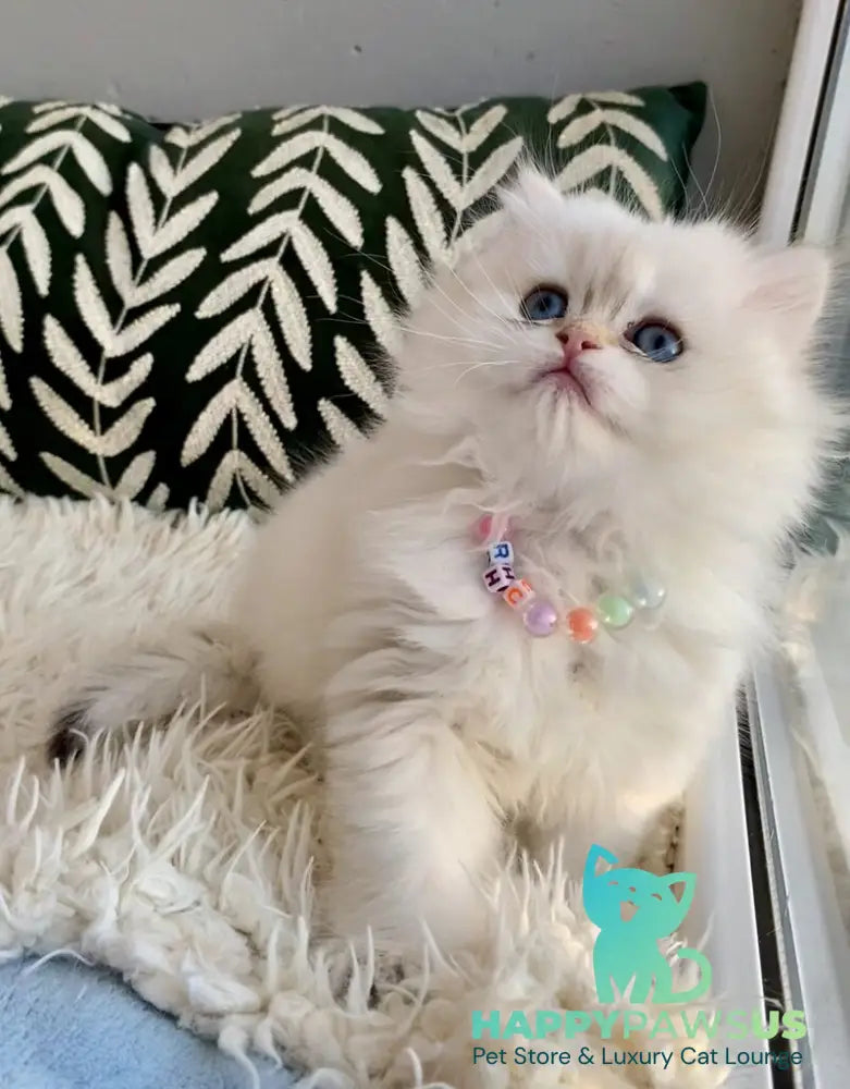 Zefir British Longhair male black golden shaded pointed - live animals