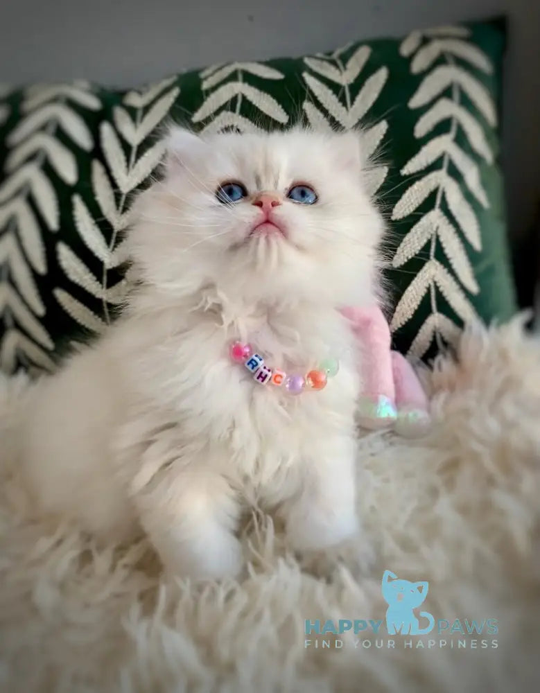 Zefir British Longhair male black golden shaded pointed - live animals