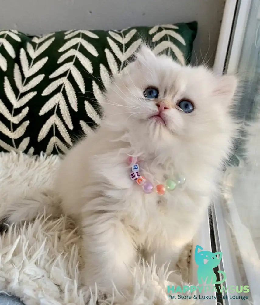 Zefir British Longhair male black golden shaded pointed - live animals