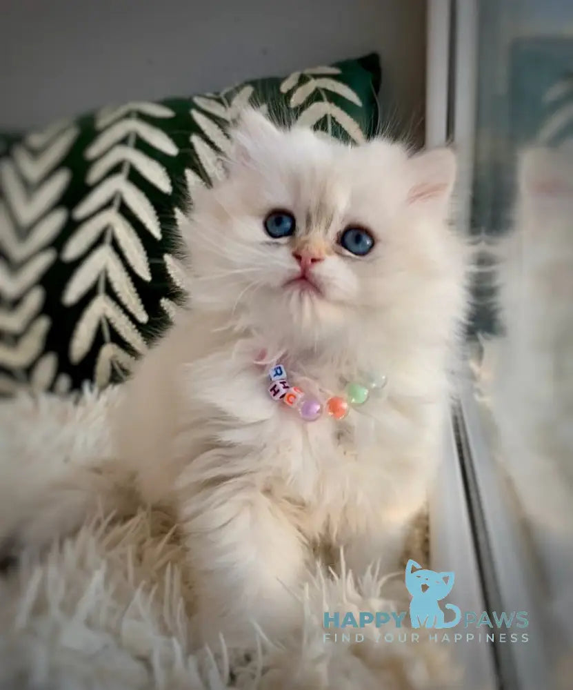 Zefir British Longhair male black golden shaded pointed - live animals