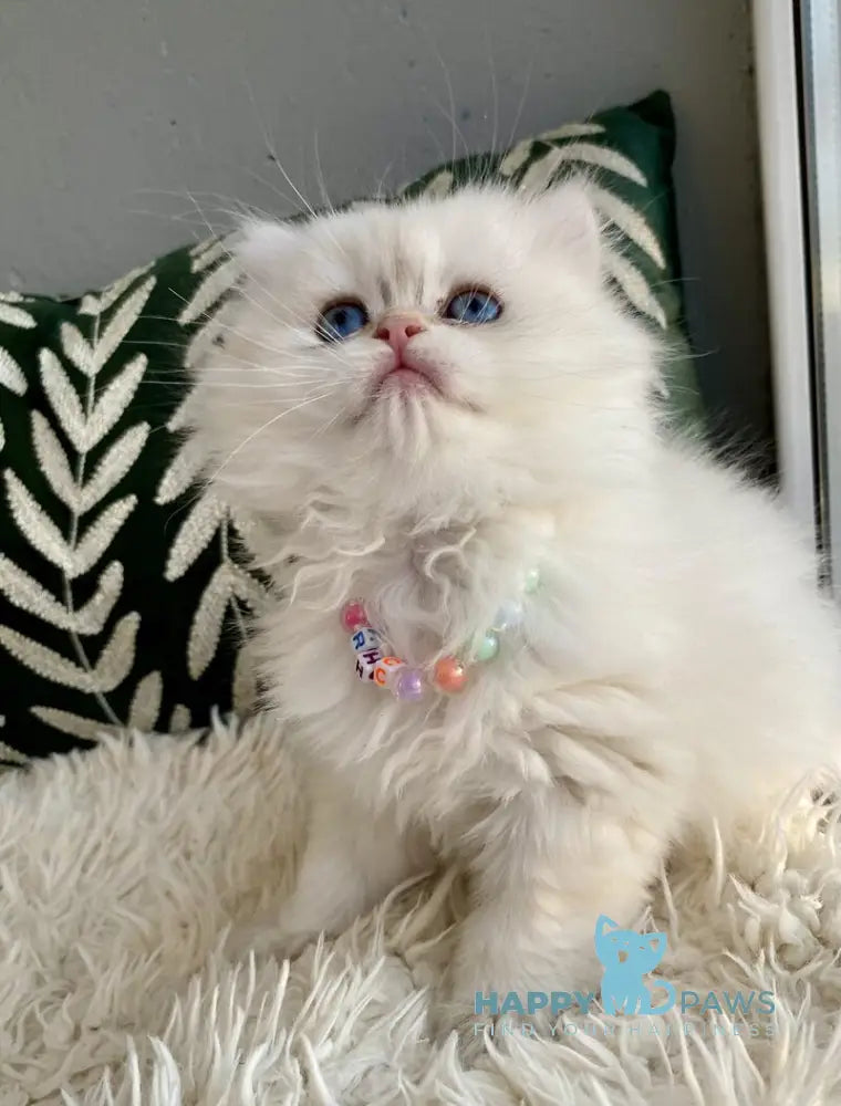 Zefir British Longhair male black golden shaded pointed - live animals