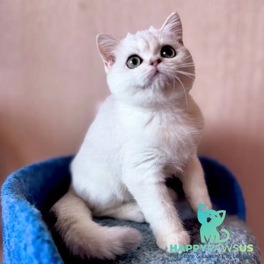Zefir British Shorthair male black silver shaded - live animals