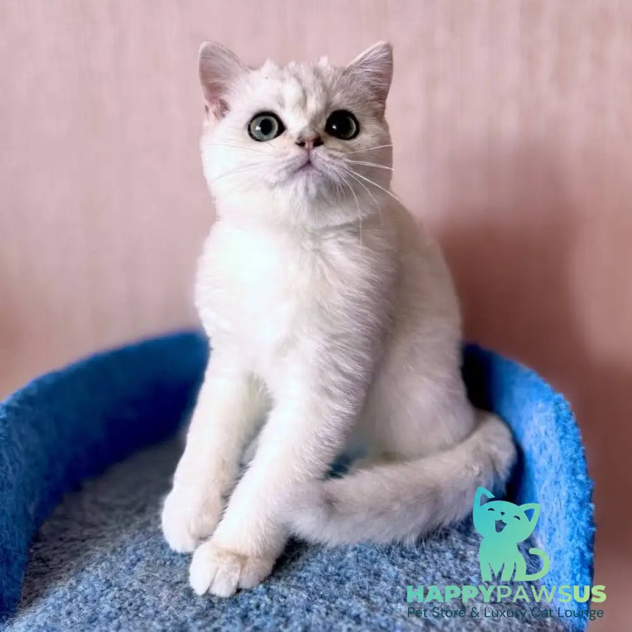 Zefir British Shorthair male black silver shaded - live animals
