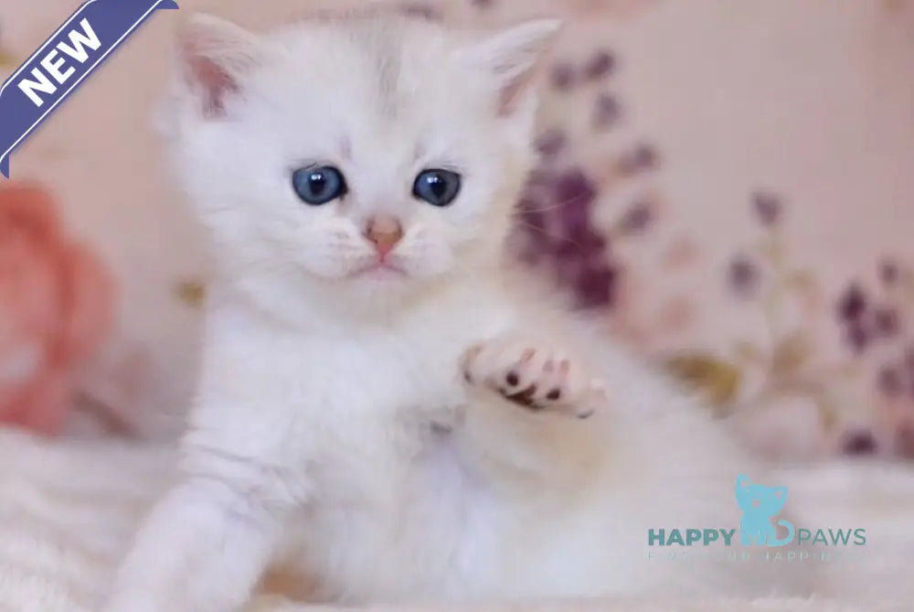 Zefir British Shorthair male black silver shaded live animals
