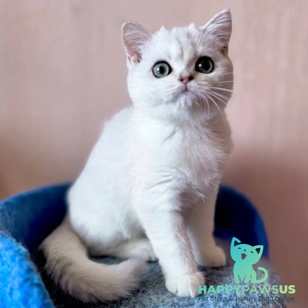 Zefir British Shorthair male black silver shaded - live animals