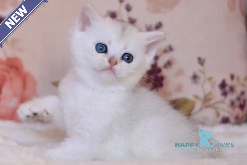 Zefir British Shorthair male black silver shaded live animals