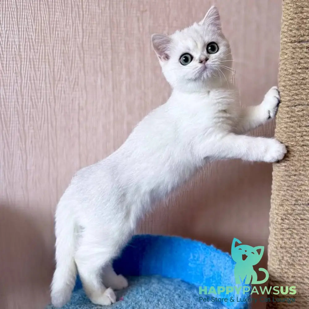 Zefir British Shorthair male black silver shaded - live animals
