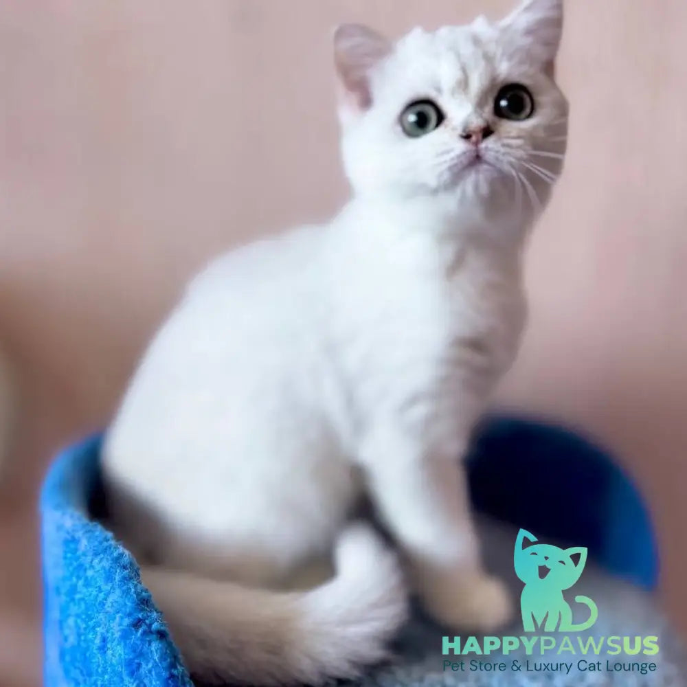Zefir British Shorthair male black silver shaded - live animals