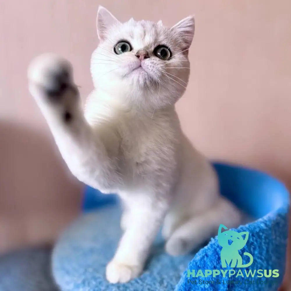 Zefir British Shorthair male black silver shaded - live animals